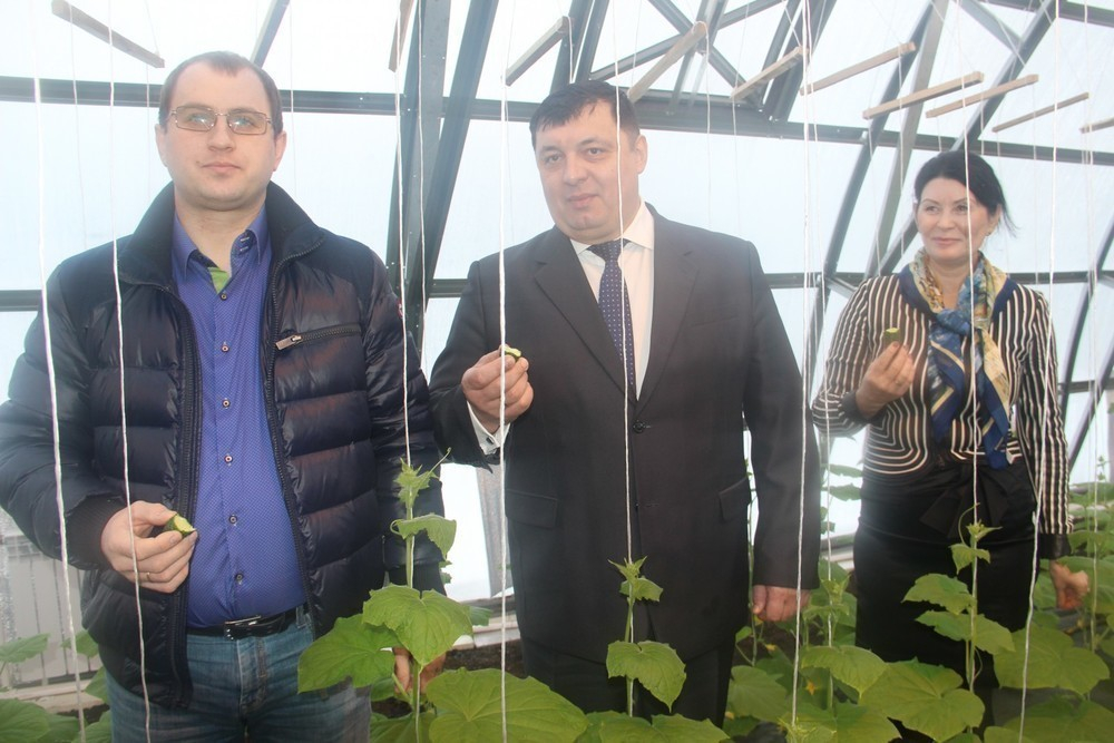 Первый урожай огурцов у фермеров Бондарского района созрел под Новый год