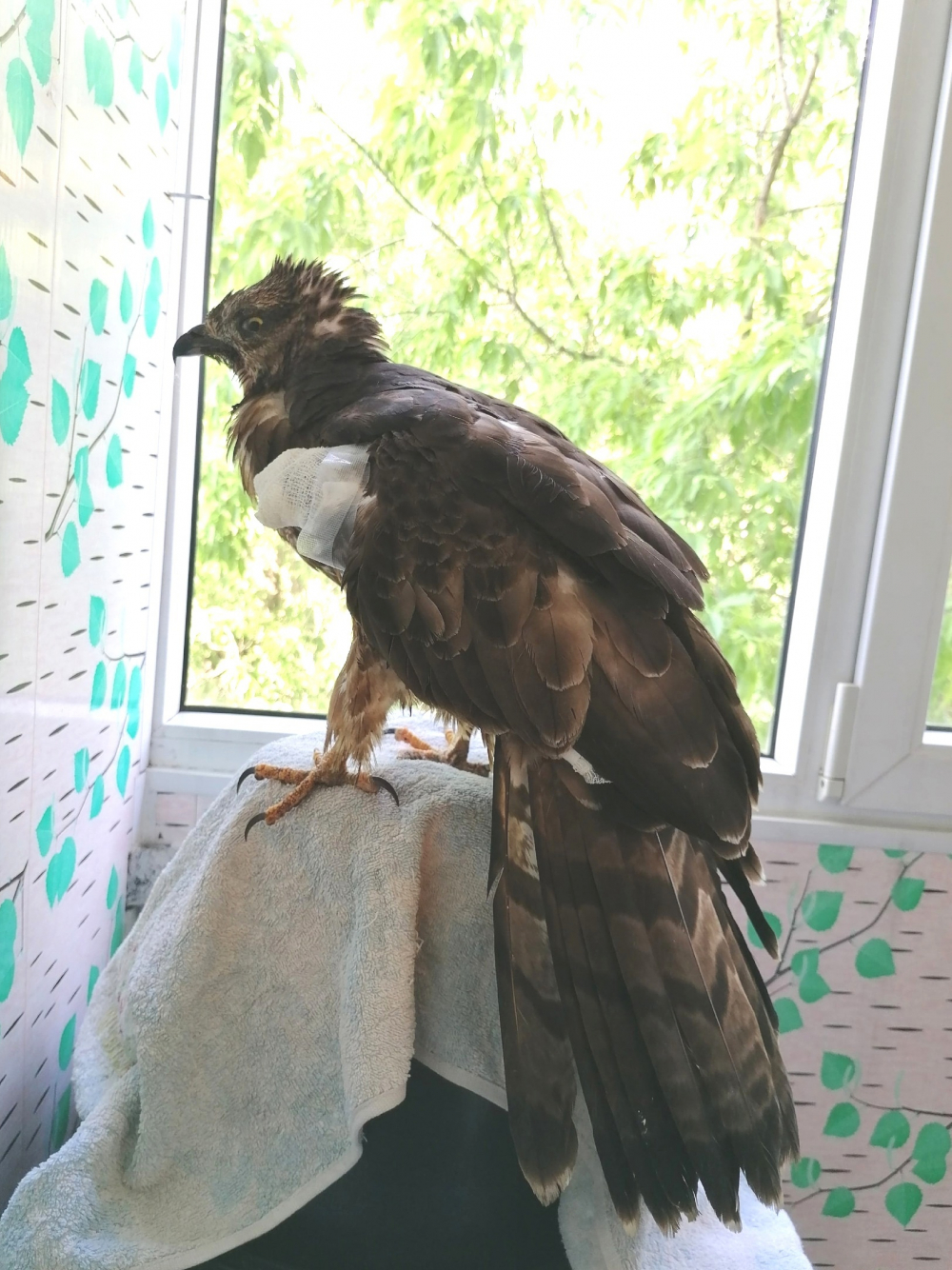 В Мичуринском Центре охраны хищных птиц спасли раненого осоеда