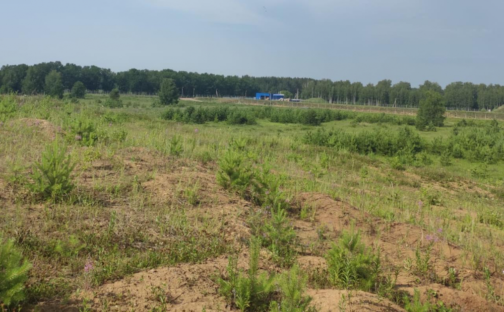 Генеральная уборка: кто-то зачистил лес от мусора перед выездной проверкой администрации Рассказовского района