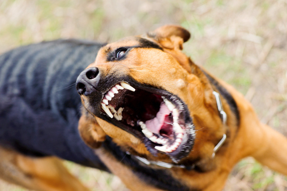 Тамбовские депутаты предлагают не выпускать «немотивированно агрессивных» животных на волю