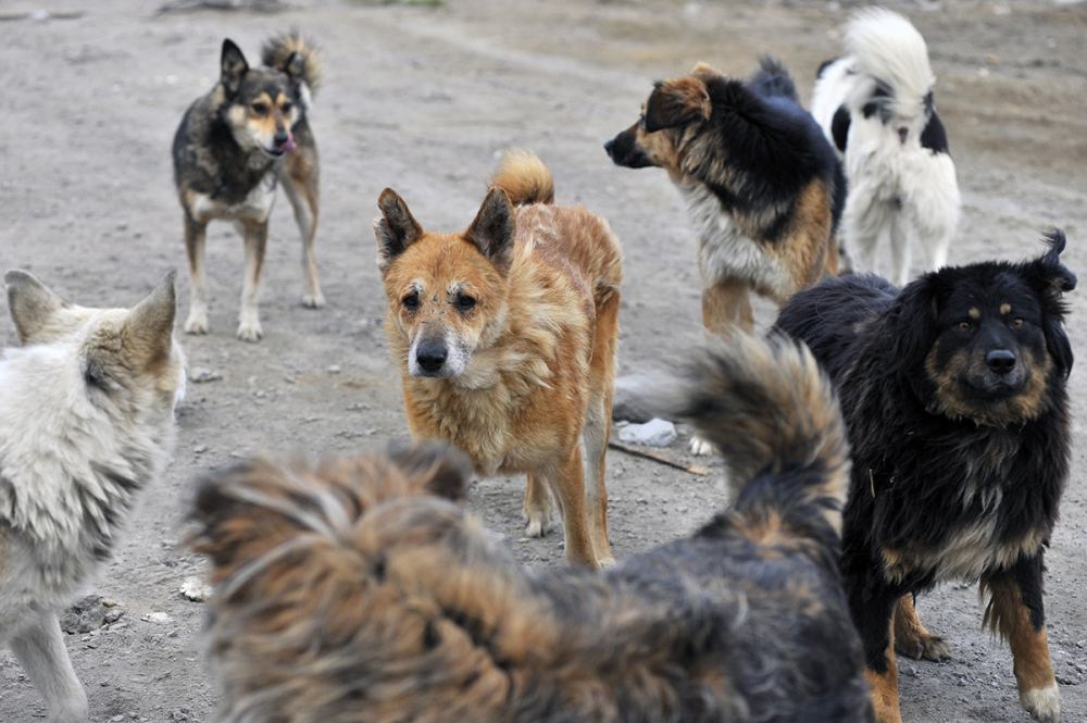 Тамбовчане собственными силами ухудшают ситуацию с бродячим собаками