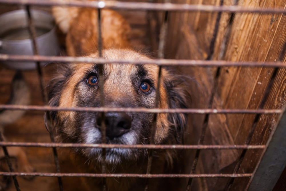 В Никифоровском районе потратят более 400 тысяч рублей на отлов животных