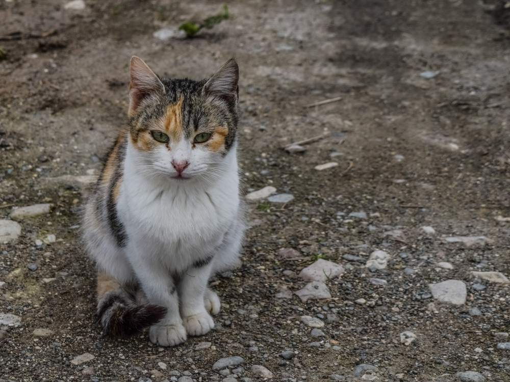 Тамбовчане попросили власти решить проблему с бездомными кошками под постом с поздравлениями с Днём народного единства