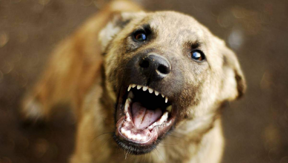 В Знаменке суд взыскал моральный ущерб с владельцев собаки, покусавшей женщину