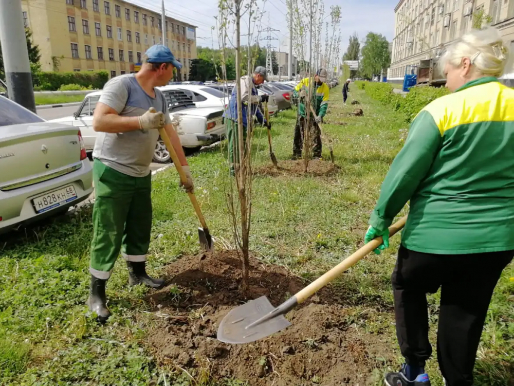 Власти Тамбова закупили больше 1000 саженцев деревьев за 4,4 миллиона рублей