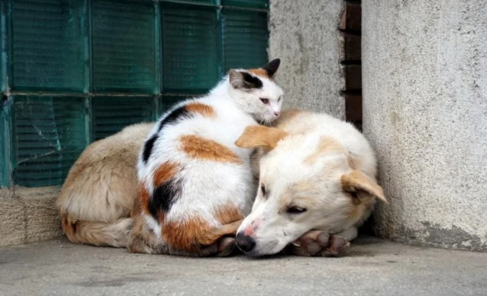 Для бездомных собак и кошек Тамбовской области введена льготная стерилизация