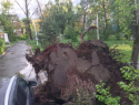 В Котовске дерево упало на двоих горожан 