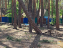 В тамбовском лагере «Ласточка» в Пригородном лесу начали вырубать сосны