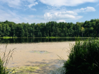 К Святовскому озеру в Пригородном лесу протопчут экотропу