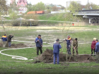 Тамбовские пляжи засаживают ивами