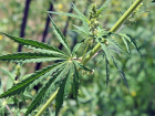 Полицейские задержали тамбовчанина со 150 граммами «волшебной травы»