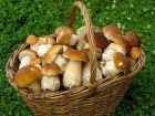 9 человек в Тамбовской области отравились грибами за текущий год 