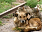 Тамбовская Гордума планирует подключить общественность к решению проблем с бездомными животными