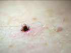 В покусавших тамбовчан клещах обнаружили инфекции 
