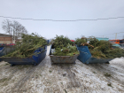 Сто пятьдесят кубометров новогодних ёлок разбились в щепки для тамбовского ипподрома