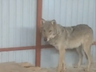 В Сатинке волонтёры поймали волка