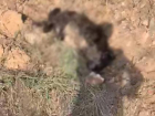 В Тамбове недалеко от Полынковского кладбища обнаружили десятки трупов собак