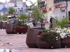 На улицах Тамбова появятся кашпо с экзотическими растениями