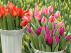 Полмиллиона тюльпанов вырастили в Тамбовской области к 8 марта