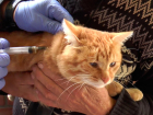 В Тамбове проходит бесплатная вакцинация домашних животных от бешенства