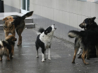 В Тамбове на улице Мичуринской бродит агрессивная стая бродячих собак