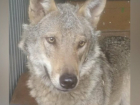 «Сампурский» волк Тайсон остаётся жить в Тамбове