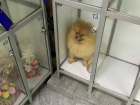 В одном из мини-маркетов на Набережной собаку закрыли в камере для хранения вещей 