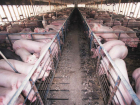 Проблему 33 тысяч свиней, портящих воздух под Никифоровкой, решают на региональном уровне 