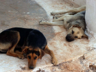 Тамбовские следователи начали проверку жалоб горожан на проблему с беспризорными собаками