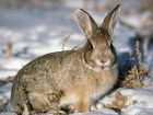 Тамбовские охотоведы подкармливают зайцев, но те к помощи относятся с недоверием 