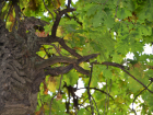 Два тамбовских дуба внесли в реестр старейших деревьев России