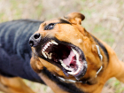 Тамбовские депутаты предлагают не выпускать «немотивированно агрессивных» животных на волю
