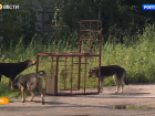 Зоозащитница пожаловалась в управление ветеринарии на зооприют в Бондарском районе