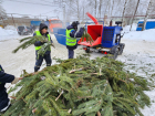 500 кубометров новогодних ёлок собрали на переработку в Тамбовской области