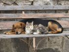 В Тамбове появится школа волонтёров для помощи бездомным животным