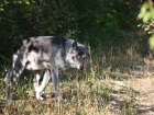 В лесах Тамбовской области обитают четыре волка