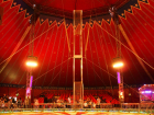 Тамбовчане снова жалуются на цирк под окнами