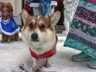 В Тамбове в собачий холод прошёл собачий «Пушистый карнавал»