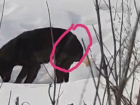 В Моршанске пытаются спасти собаку, перетянутую проволокой