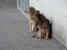 Следователи проверят ситуацию с отловом бездомных собак в Тамбове