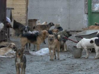 Проблему с бездомными собаками в Тамбове будут решать волонтёры и зоозащитники
