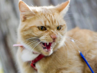 «Бешеный» кот вызвал переполох в Пахотном Углу Бондарского района
