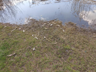 В Знаменском округе в реке погибла рыба, возбуждено уголовное дело