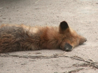 В тамбовском дворе найден труп бешеной лисы