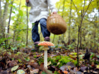 В Тамбовском районе шестеро детей из многодетной семьи отравились грибами