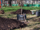 В Мичуринске до конца сентября высадят около 300 новых деревьев