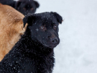 В 2022 году Тамбовская область потратит 27 миллионов рублей на отлов и чипирование бродячих собак