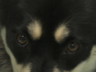 В Тамбовской области фельдшера поликлиники на вызове покусала собака пациентки