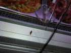 Тараканы заполнили магазин «Огонек» на Киквидзе 
