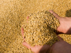 Экспорт тамбовского зерна увеличился в два раза